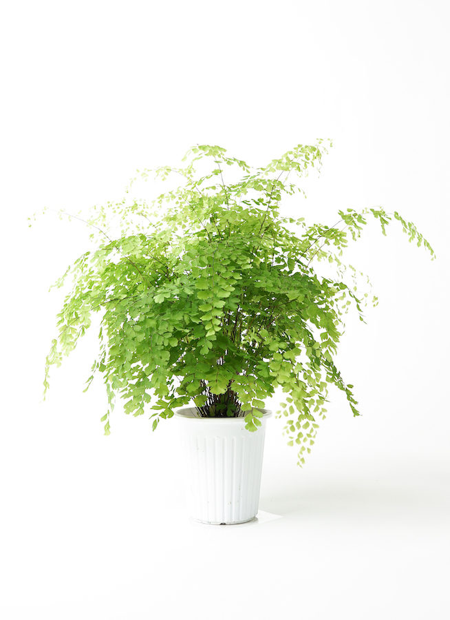観葉植物 アジアンタム 5号 インティ M 濃グレイ 付き | 観葉植物なら