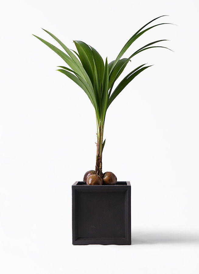 マニラヤシ。観葉植物鉢ごと無料で発送致します。 1.jpg?1508515745
