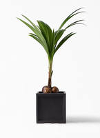 ココヤシ。観葉植物。鉢ごと無料で発送致します。 1.jpg?1529324352