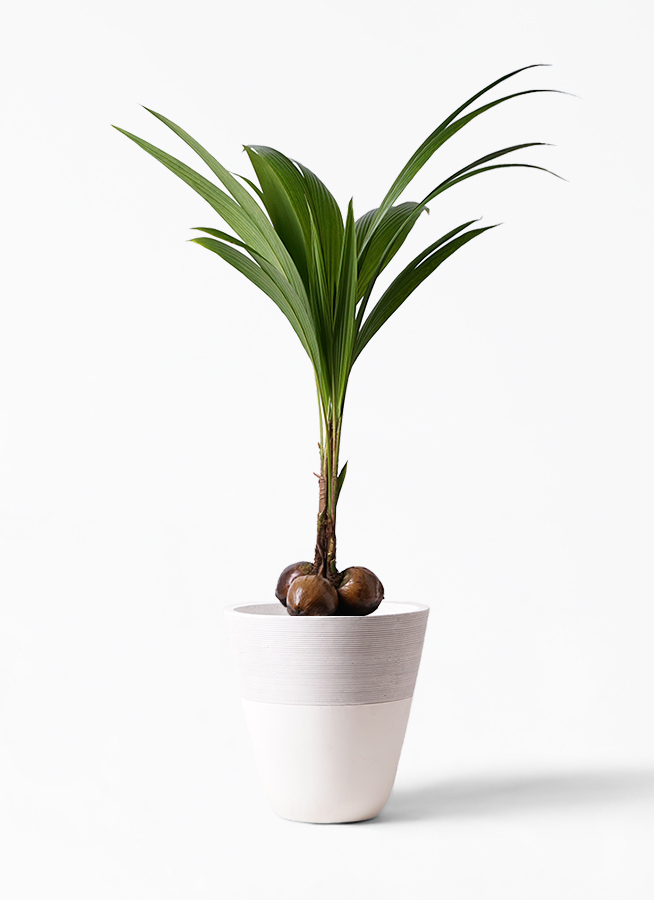 観葉植物 ココヤシ 10号 ジュピター 白 付き 観葉植物ならhitohana ひとはな