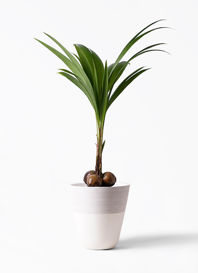 ココヤシ | 観葉植物の通販ならHitoHana（ひとはな）