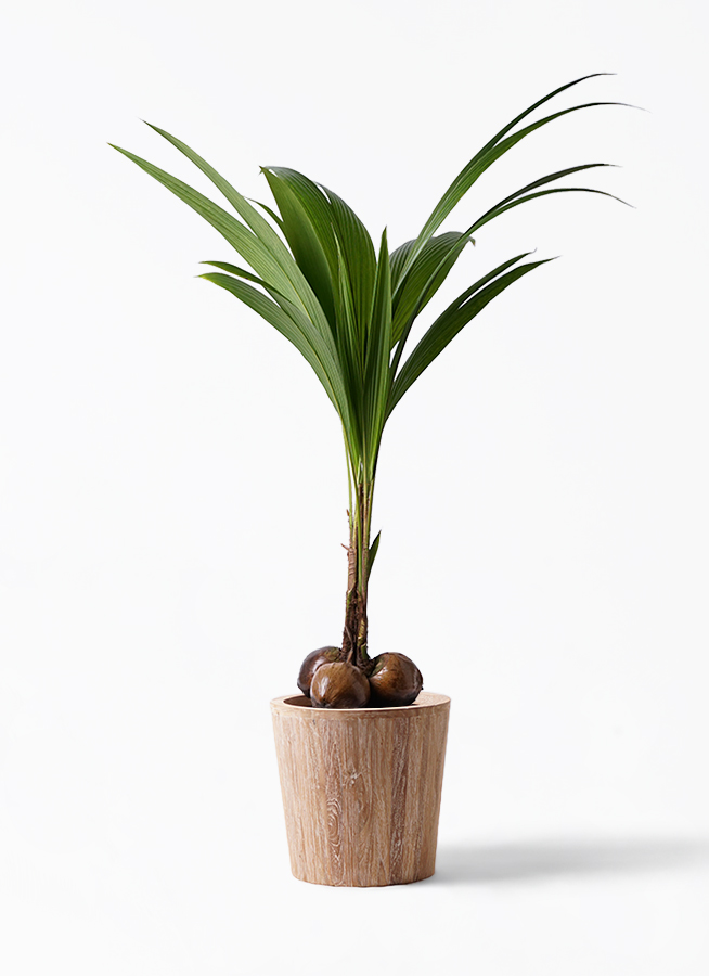 観葉植物 ココヤシ 10号 ウッドプランター 付き | 観葉植物なら