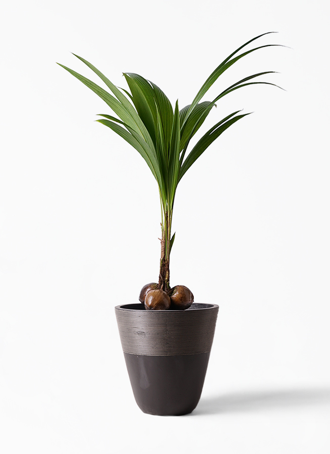 観葉植物 ココヤシ 10号 ジュピター 黒 付き 観葉植物ならhitohana ひとはな