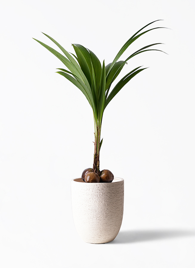 観葉植物 ココヤシ 10号 プラスチック鉢 | 観葉植物ならHitoHana(ひとはな)