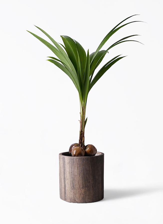 週末特価！2鉢価格！ココヤシ　苗　苗木　観葉植物　ココナッツ　ヤシの木　7号鉢 週末特価！2鉢価格！ココヤシ 苗 苗木 観葉植物 ココナッツ ヤシ