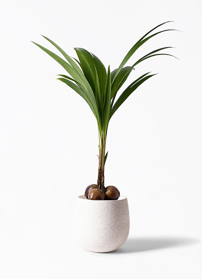 観葉植物 ココヤシ 10号 プラスチック鉢 | 観葉植物ならHitoHana