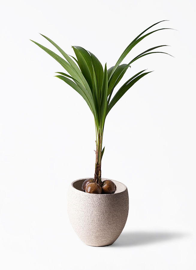 マニラヤシ。観葉植物。鉢ごと無料で発送致します。