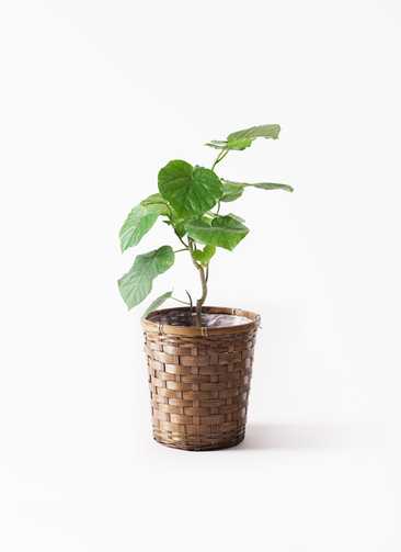 フィカス ウンベラータ H66cm W50cm 口径14cm | Garden Varejo