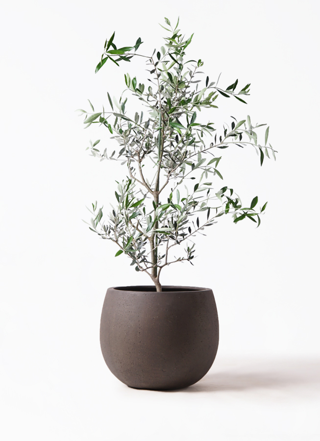 小倉園のオリーブ コレッジョラ | 観葉植物ならHitoHana（ひとはな）