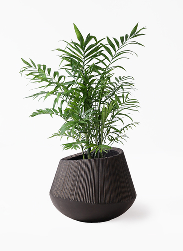 中型ヤシ科観葉植物 黒色鉢 観葉植物の専門店 彩植健美 - ヤシの木｜Yahoo!ショッピング