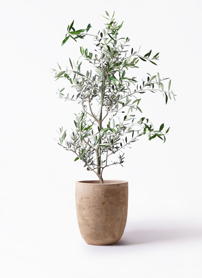 オリーブの木 コレッジョラ | 観葉植物通販HitoHana(ひとはな)