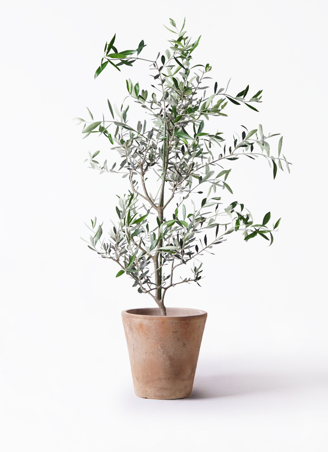 オリーブの木 コレッジョラ | 観葉植物通販HitoHana(ひとはな)