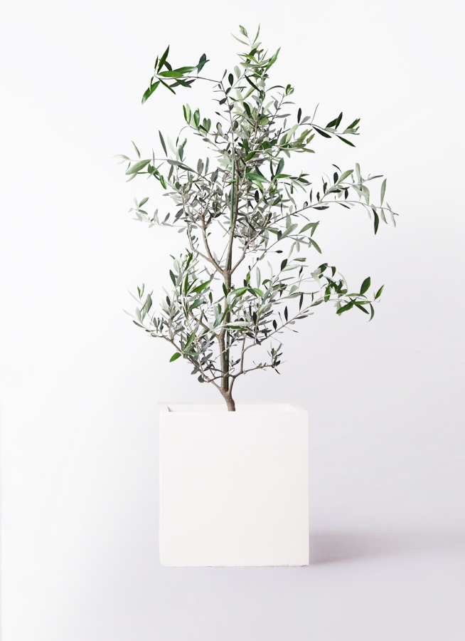 オリーブの木 コレッジョラ | 観葉植物通販HitoHana(ひとはな)