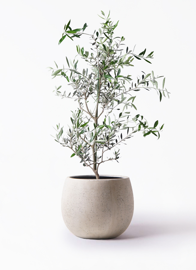 オリーブの木 コレッジョラ | 観葉植物通販HitoHana(ひとはな)