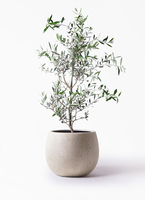 観葉植物 オリーブの木 8号 コレッジョラ ジュピター 黒 付き / 小倉園