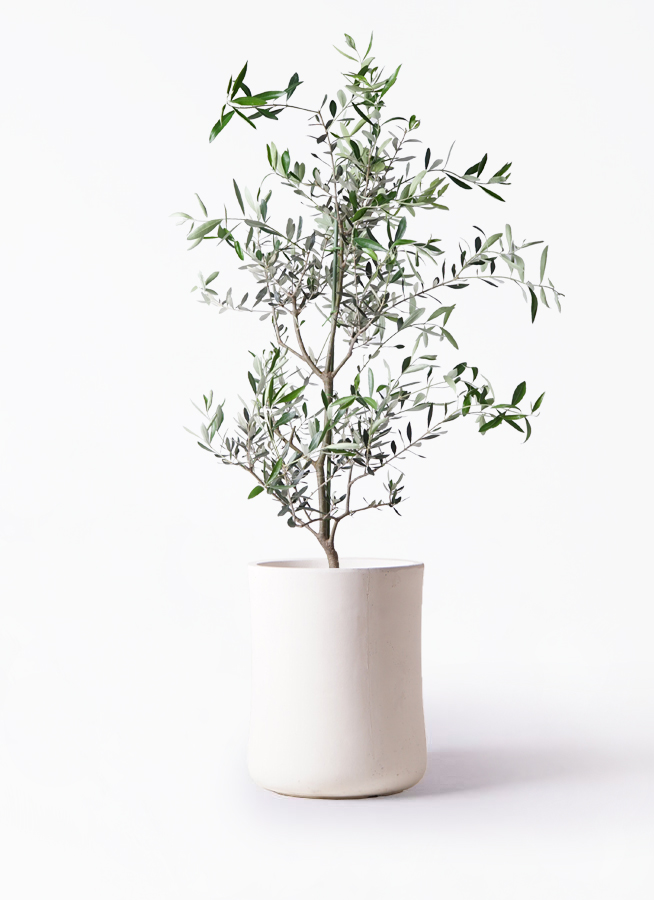 オリーブの木 コレッジョラ | 観葉植物通販HitoHana(ひとはな)