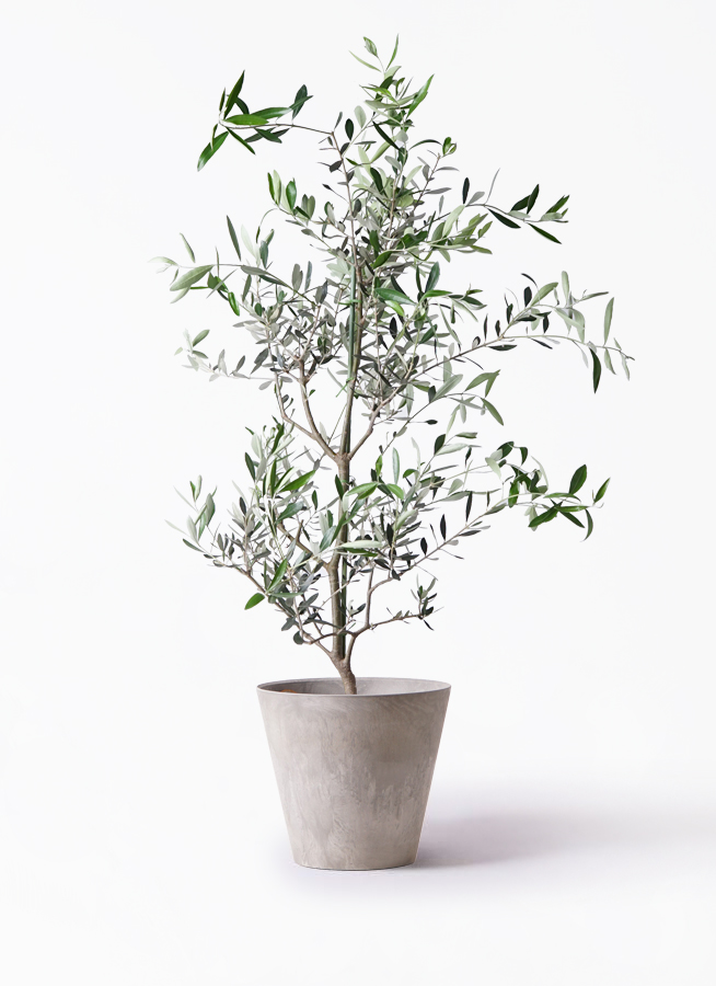 オリーブの木 コレッジョラ | 観葉植物通販HitoHana(ひとはな)