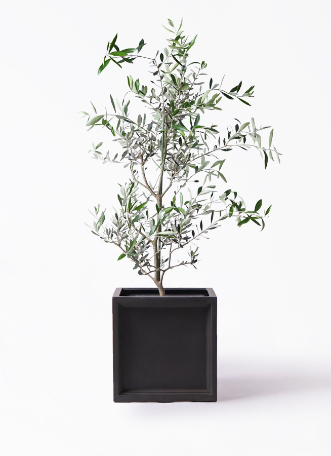 オリーブの木 コレッジョラ | 観葉植物通販HitoHana(ひとはな)
