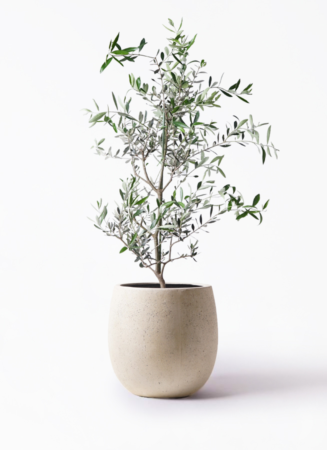 観葉植物 オリーブの木 8号 コレッジョラ テラニアス バルーン