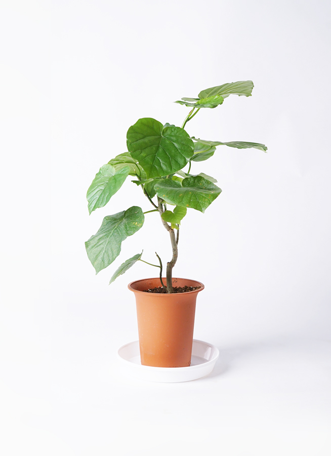 ①　ウンベラータ　6号 観葉植物 フィカス ウンベラータ 6号 ノーマル ラウンド 付き
