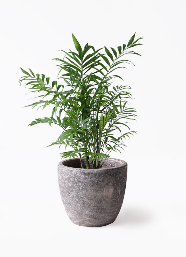 ラベニアヤシ ファイバー鉢 お皿付き 観葉植物 テーブルヤシ 7号 ファイバークレイ Gray 付き | 観葉植物