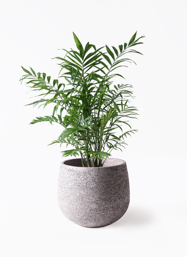 ※引き取り限定　ビロウヤシ　極太　鉢植え　観葉植物 約1.5メートル 引き取り限定 ビロウヤシ 極太 鉢植え 観葉植物 約1.5メートル