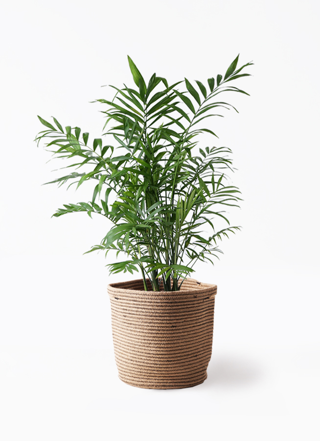 観葉植物 テーブルヤシ 7号 エディラウンド 黒 付き | 観葉植物なら