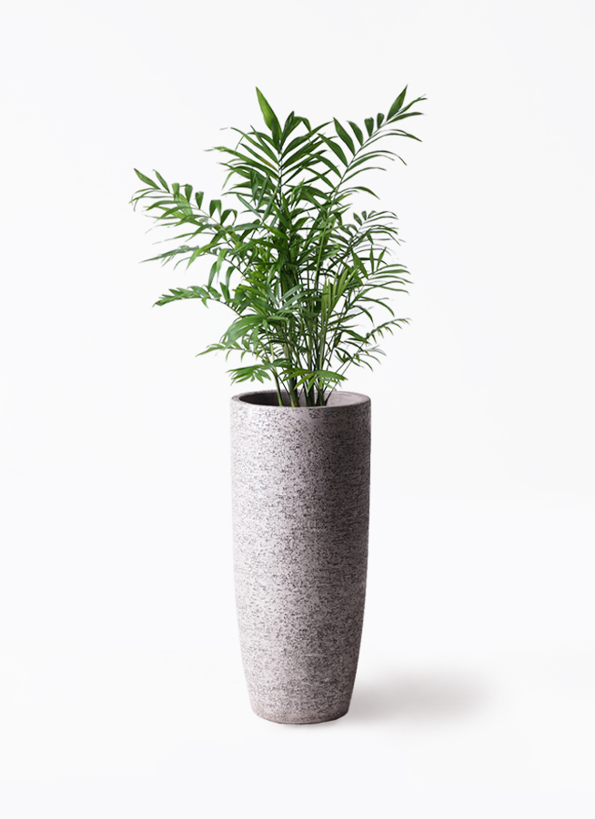 観葉植物 テーブルヤシ 7号 エディラウンド 黒 付き | 観葉植物なら