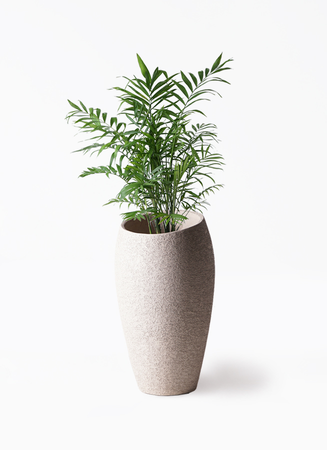 観葉植物 テーブルヤシ 7号 パボ ミドル アースブラウン 付き | 観葉