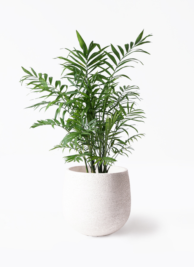 中型ヤシ科観葉植物 黒色鉢 観葉植物 テーブルヤシ 7号 エディラウンド 黒 付き | 観葉植物なら