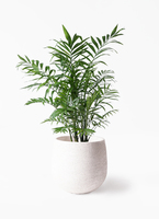 テーブルヤシ1mサイズ 1.jpg?1529324933