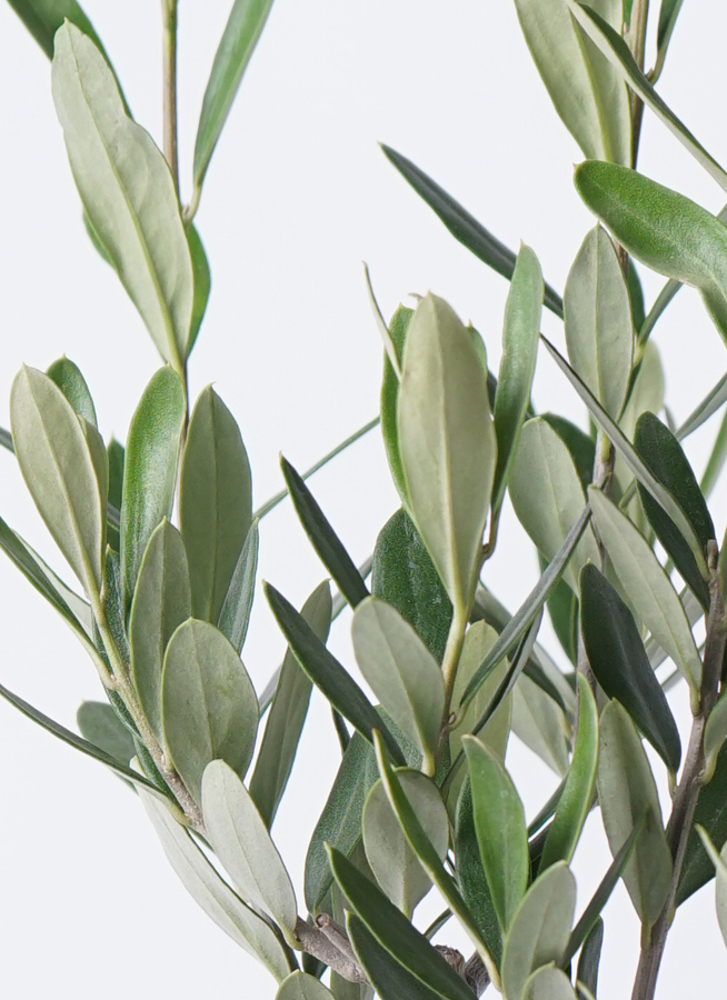 オリーブの木　３つの仕切りに何入れよう　約33cm オリーブの木 3つの仕切りに何入れよう 約33cm