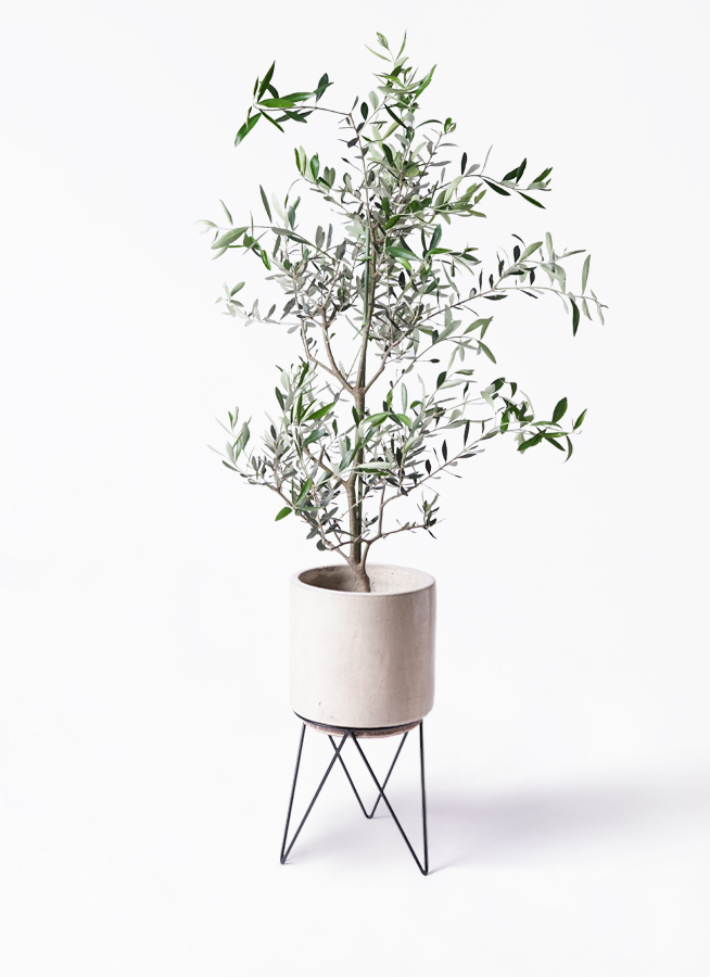 オリーブの木 コレッジョラ | 観葉植物通販HitoHana(ひとはな)