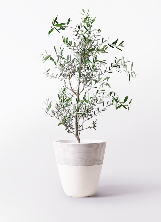 オリーブの木 コレッジョラ | 観葉植物通販HitoHana(ひとはな)
