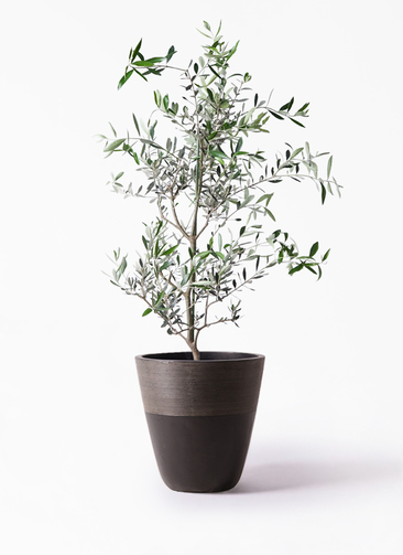 観葉植物 オリーブの木 8号 コレッジョラ ジュピター 黒 付き / 小倉園