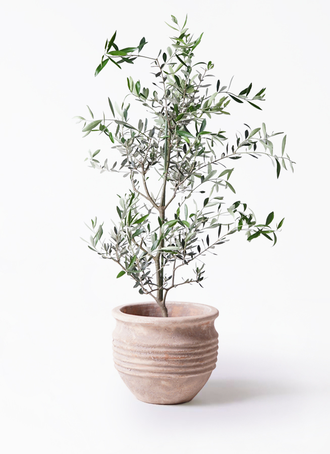 オリーブの木 コレッジョラ | 観葉植物通販HitoHana(ひとはな)