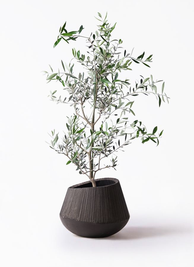 オリーブの木 コレッジョラ | 観葉植物通販HitoHana(ひとはな)
