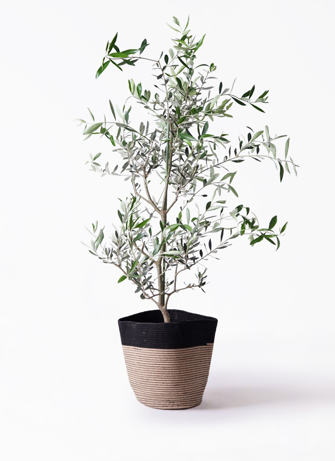 オリーブの木 コレッジョラ | 観葉植物通販HitoHana(ひとはな)