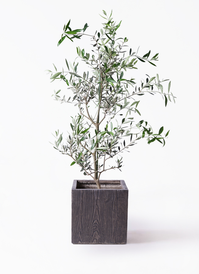 オリーブの木　コレッジョラ　約170cm　NO.2031　大型　現品掲載 オリーブの木 コレッジョラ 約170cm NO.2031 大型 現品掲載 NEW