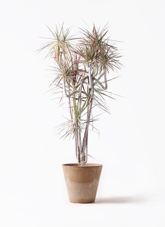 ドラセナ コンシンネ レインボー 10号 | 観葉植物通販HitoHana