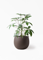 観葉植物 ツピダンサス 8号 ボサ造りファイバークレイ Gray 付き