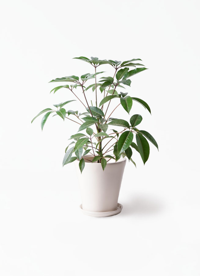 観葉植物 ツピダンサス 8号 ボサ造りラッシュバスケット Natural 付き