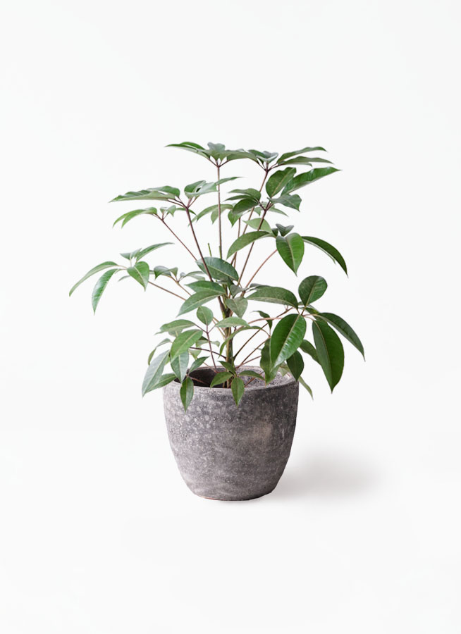 観葉植物 ツピダンサス 8号 ボサ造りラスターポット 付き | 観葉
