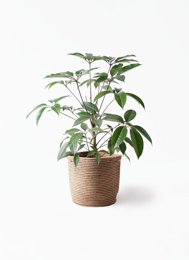 観葉植物 ツピダンサス 8号 ボサ造りラスターポット 付き | 観葉