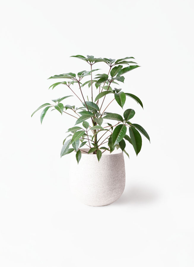観葉植物 ツピダンサス 8号 ボサ造りラスターポット 付き | 観葉