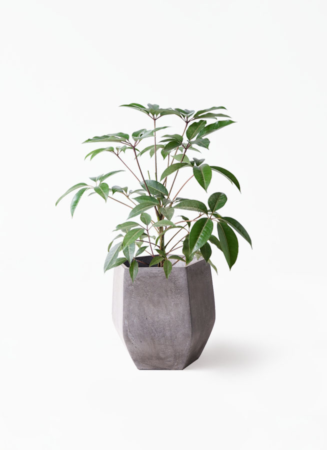 引取限定★ツピタンサス　8号　個性的　観葉植物 ITANSE 観葉植物 ツピタンサス 8号鉢 2〜3本立ち 1個 人気 大型