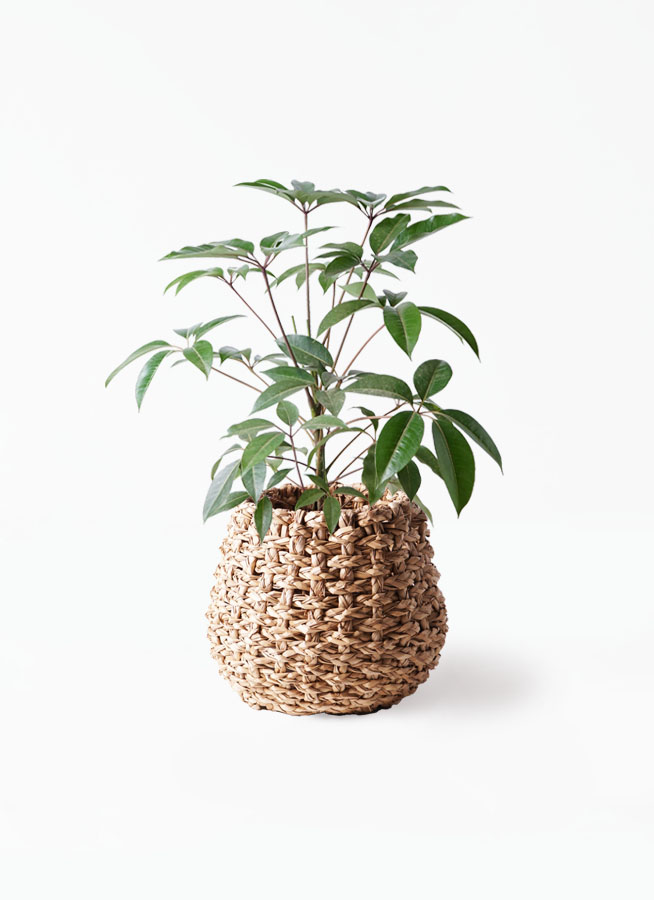 観葉植物 ツピダンサス 8号 ボサ造りファイバークレイ Gray 付き