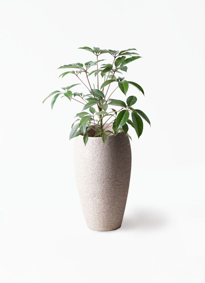 観葉植物 ツピダンサス 8号 ボサ造りファイバーストーンカプリ