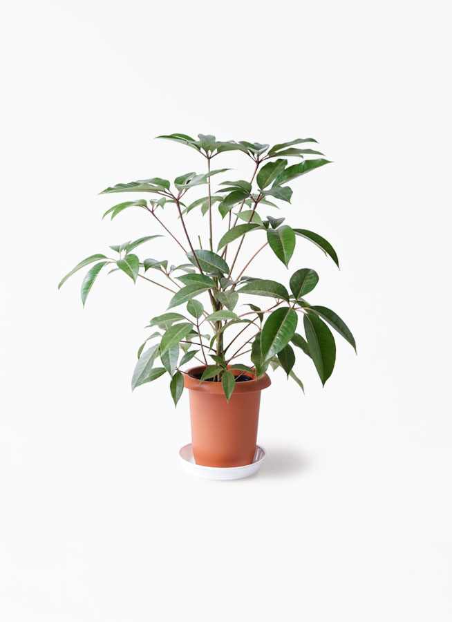 観葉植物 ツピダンサス 8号 ボサ造り シグマ 角柱プランター