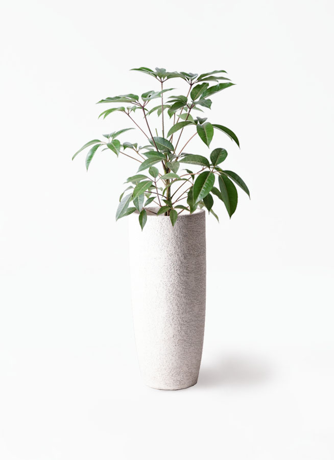 観葉植物 ツピダンサス 8号 ボサ造りプラスチック鉢 | 観葉植物なら